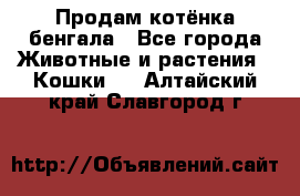 Продам котёнка бенгала - Все города Животные и растения » Кошки   . Алтайский край,Славгород г.